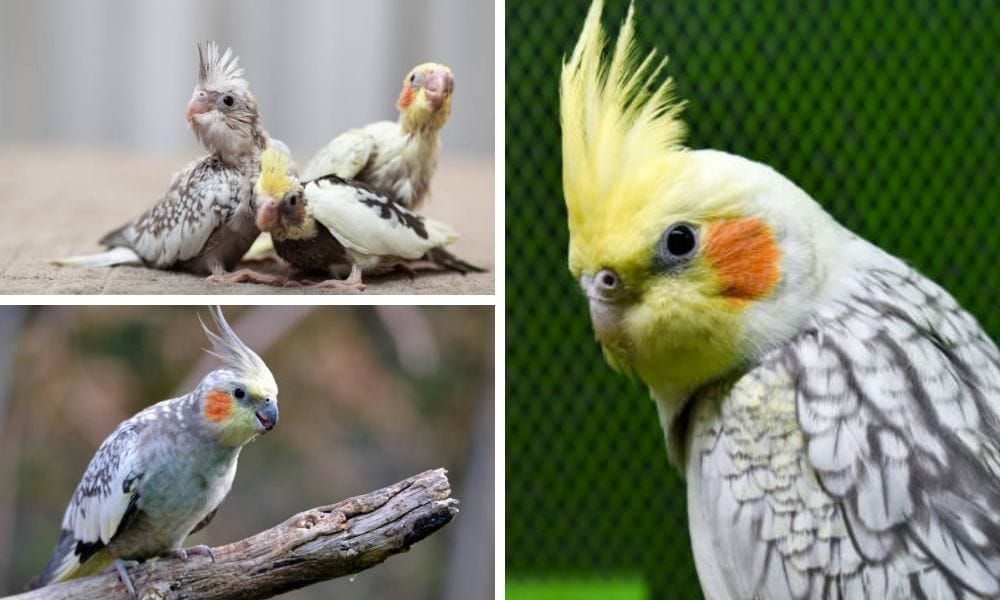 How To Get A Pearl Cockatiel Breeding Guide For Beginners