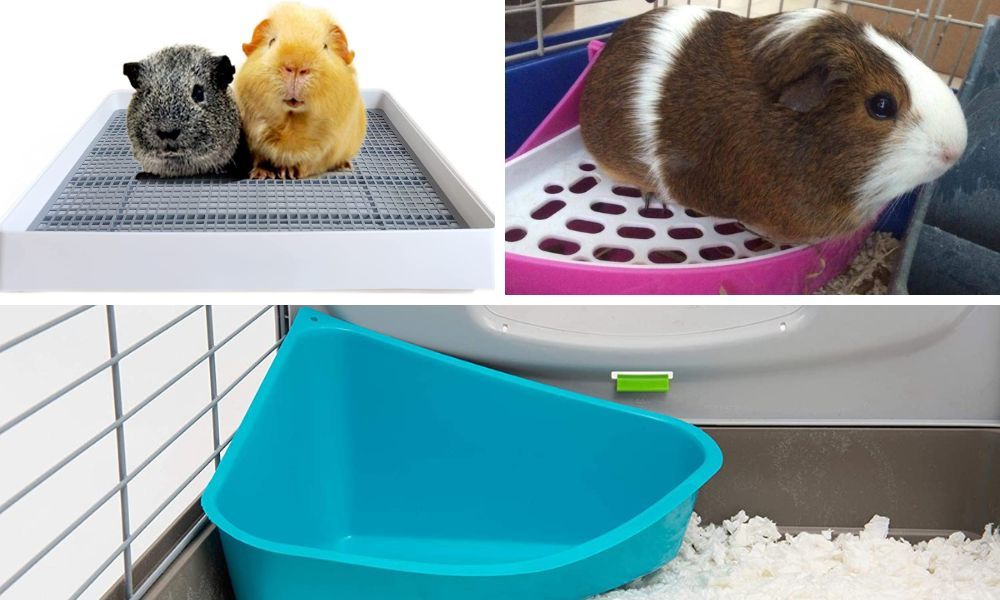 Crafting a Customized Guinea Pig Litter Box: A Guide