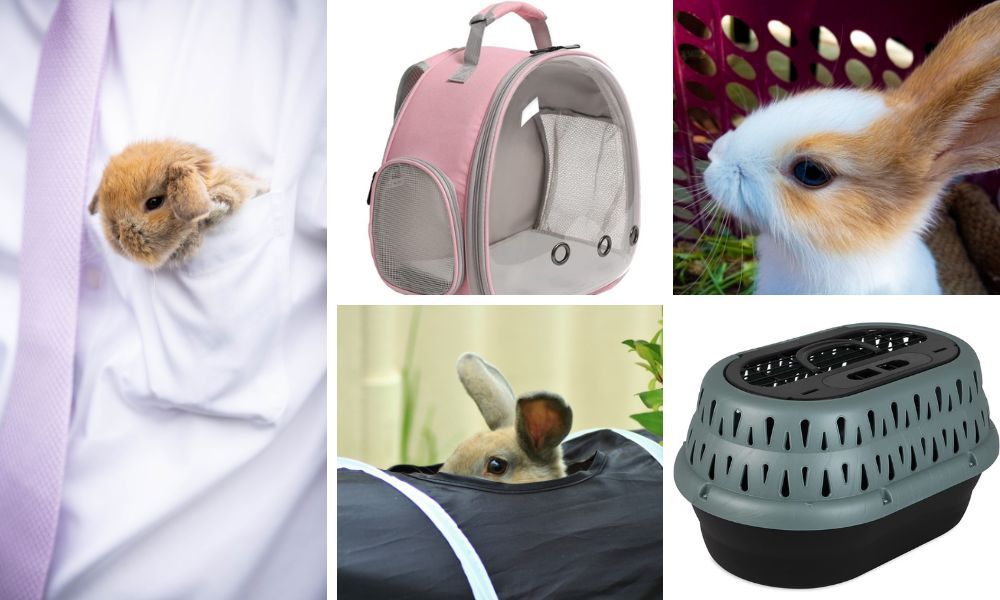 5 MustHave Rabbit Carriers for the Perfect Pet Adventure