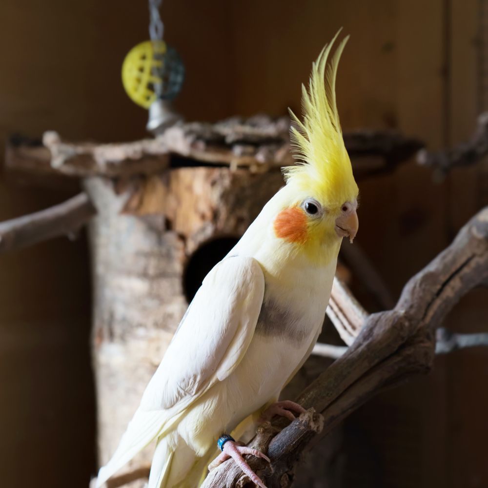 Why Your Cockatiel Loves Chewing: The Importance of Chewable Cockatiel Toys