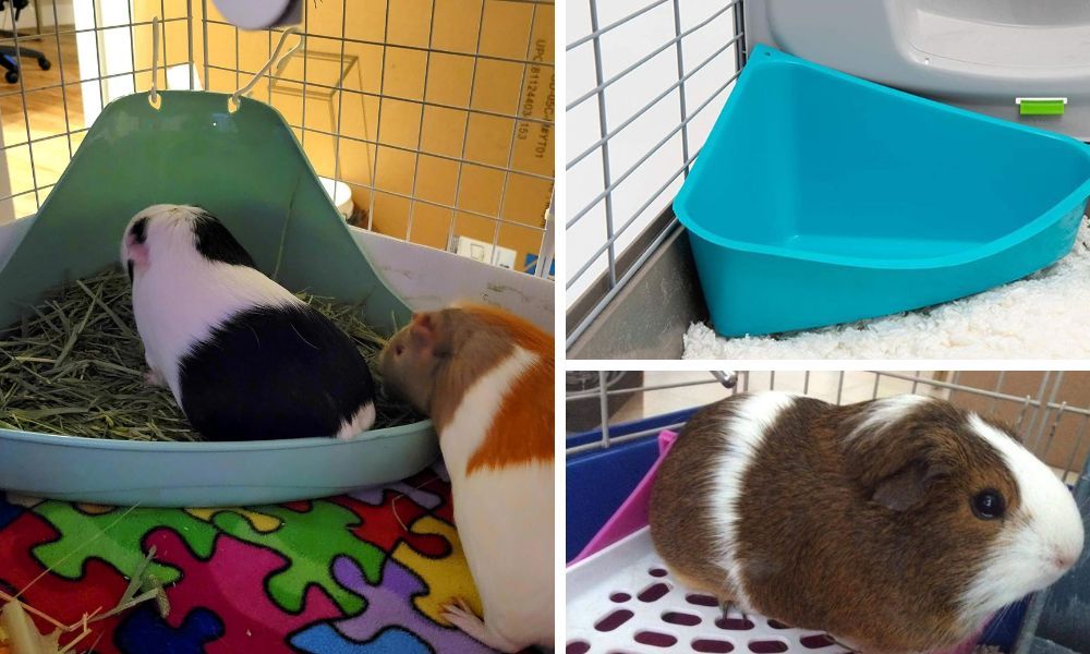 Guinea Pigs Litter Box at Esther Weeks blog