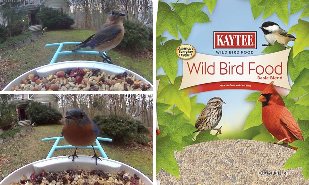 Feed Your Finches with the Kaytee Bird Feeders for a Stress-Free Bird Feeding Experience!