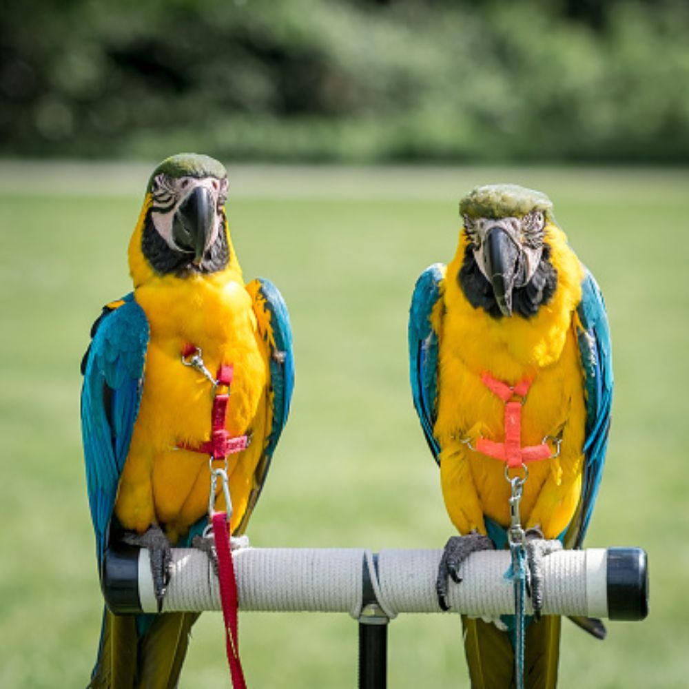 Blue and Gold Macaws with Macaw Harness