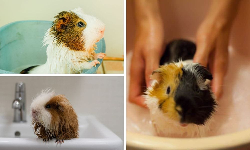 guinea pigs having bath