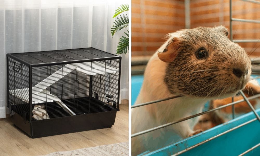 Guinea Pig Cage Placement