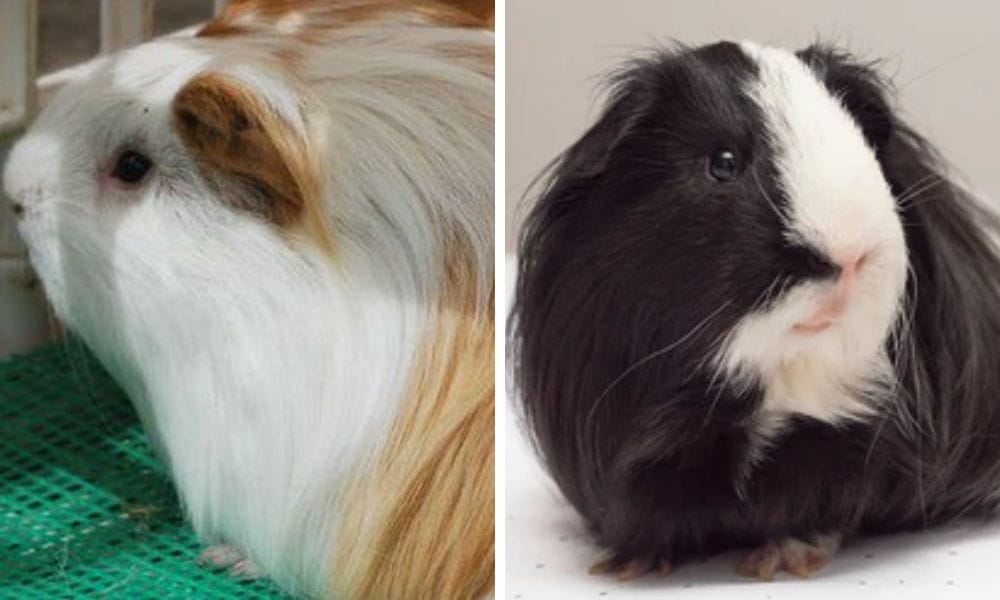 2 Long haired Guinea Pigs