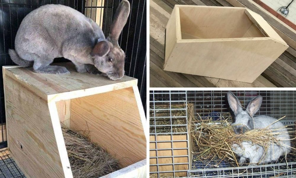 The Essential Guide to Rabbit Nesting Box Dimensions