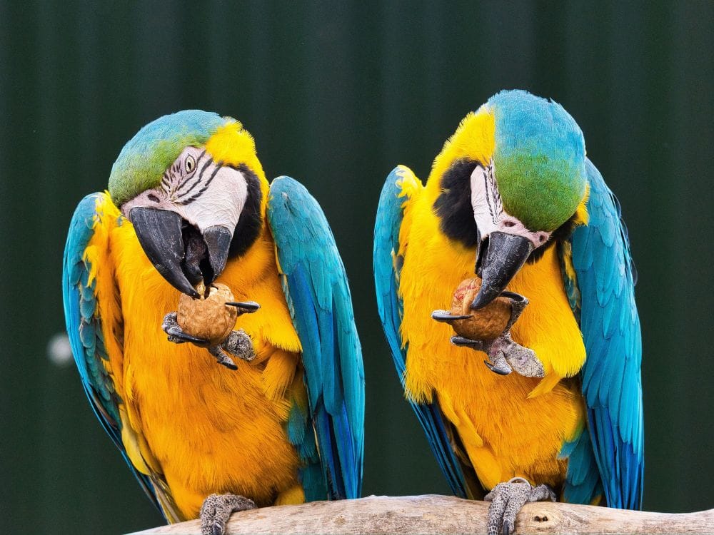 macaw bird cage