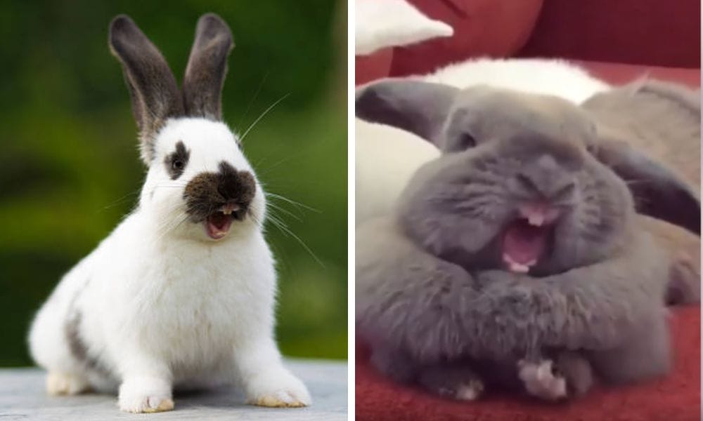 Understanding Rabbit Yawning: An Insight Into Bunny Behavior