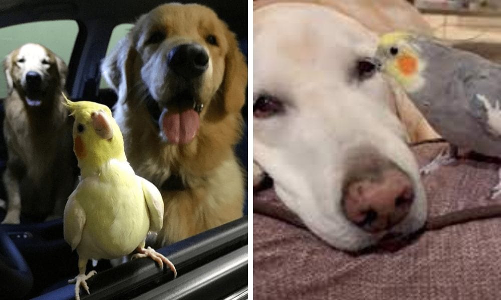 lutino cockatiel with dogs