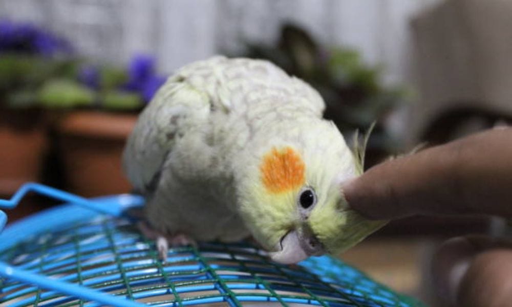 pearl cockatiel on a cage