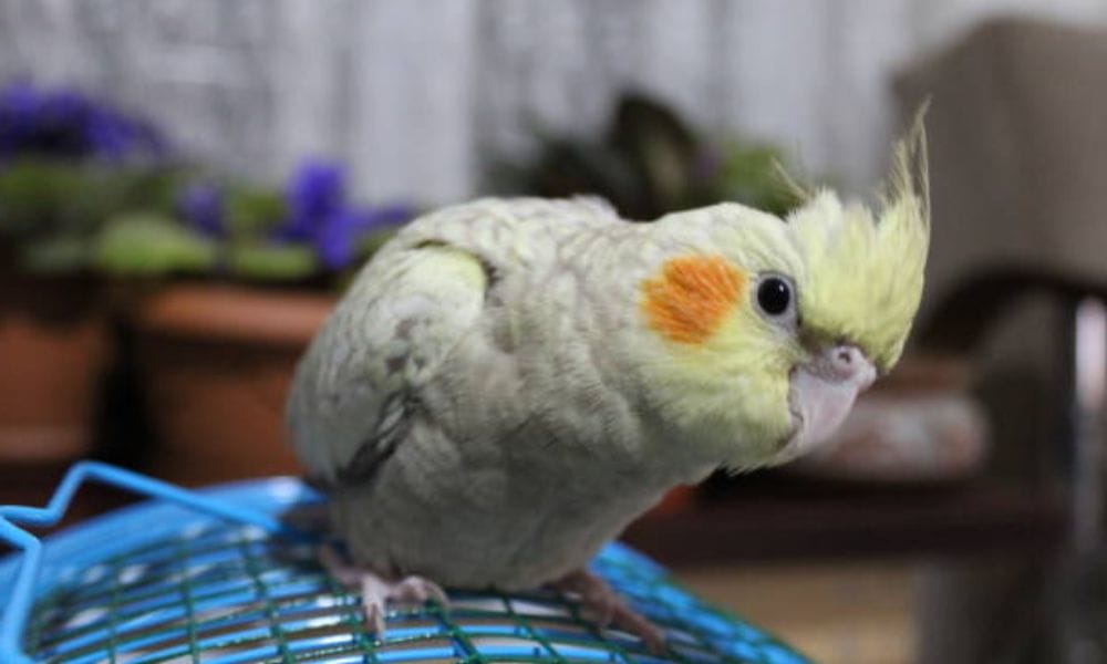 Pearl Cockatiel on a cage