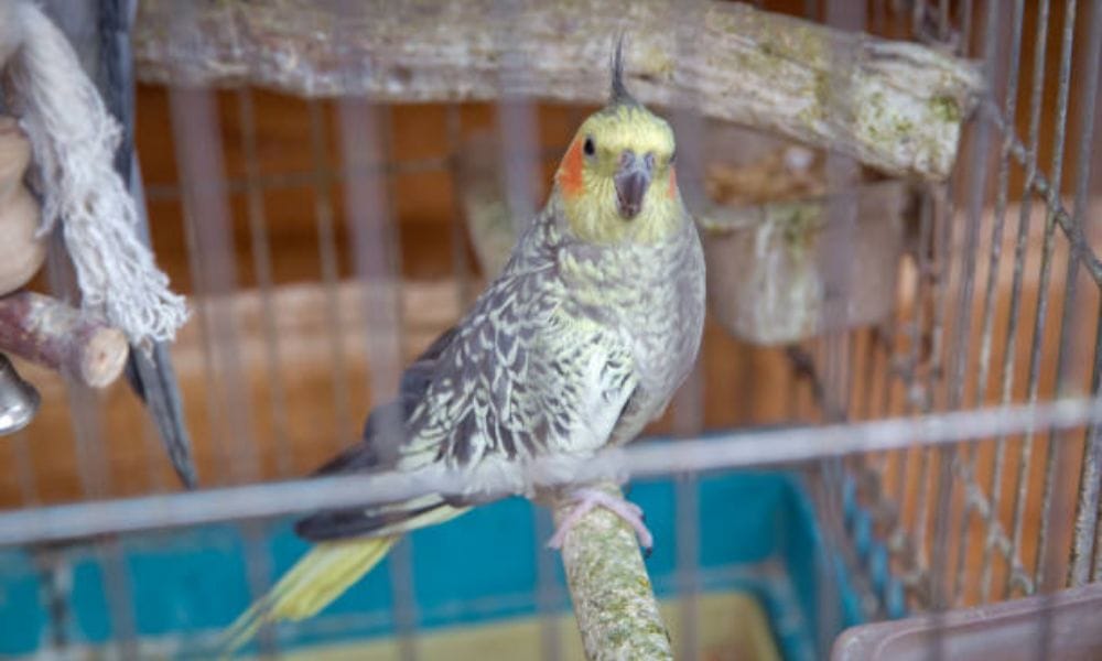 Pearl Cockatiel in cage