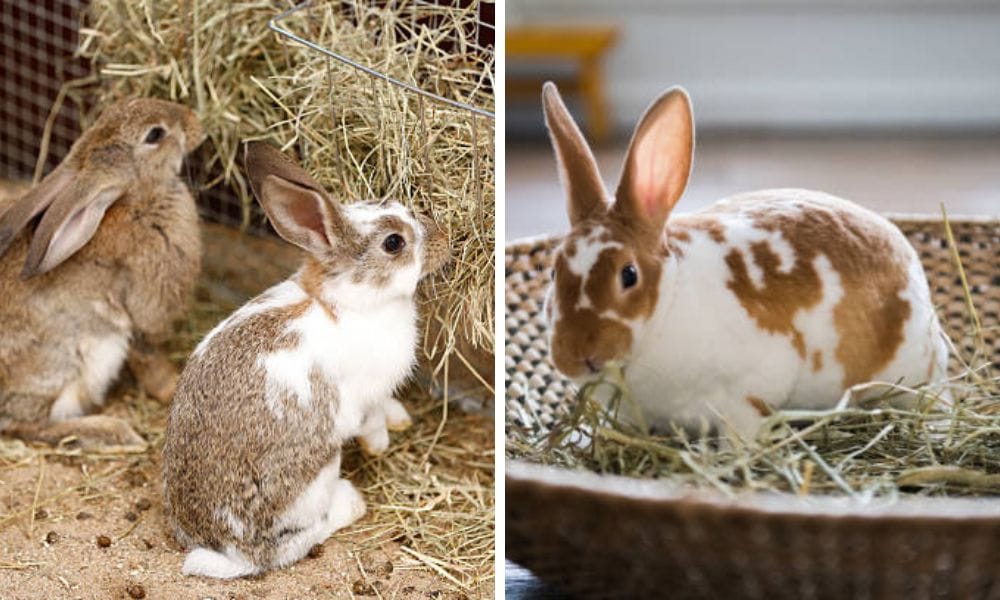 Rabbit Hay Feeder