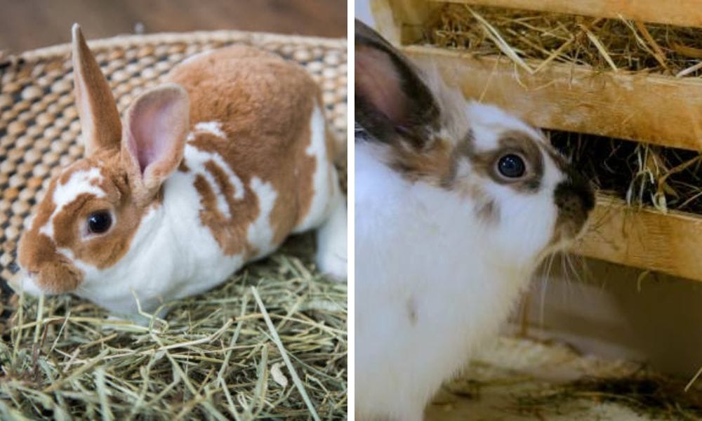 Rabbit Hay Feeder