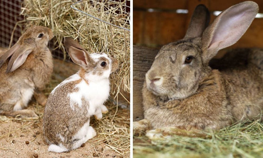 rabbit hay feeder