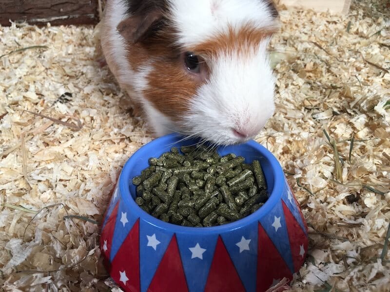 guinea pig eating pellets