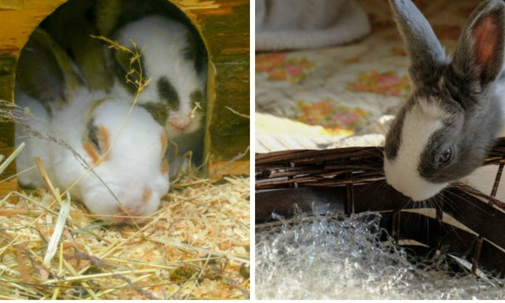 rabbit nest boxes