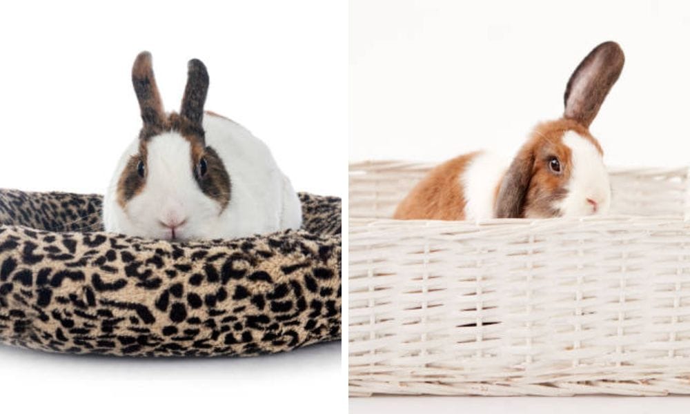 beds for small animals