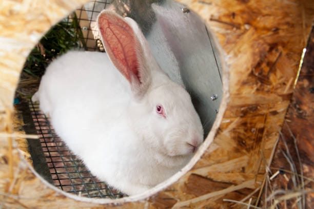 nest box for rabbit