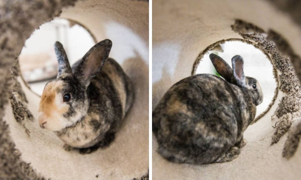 pet tunnel, bunny tunnel