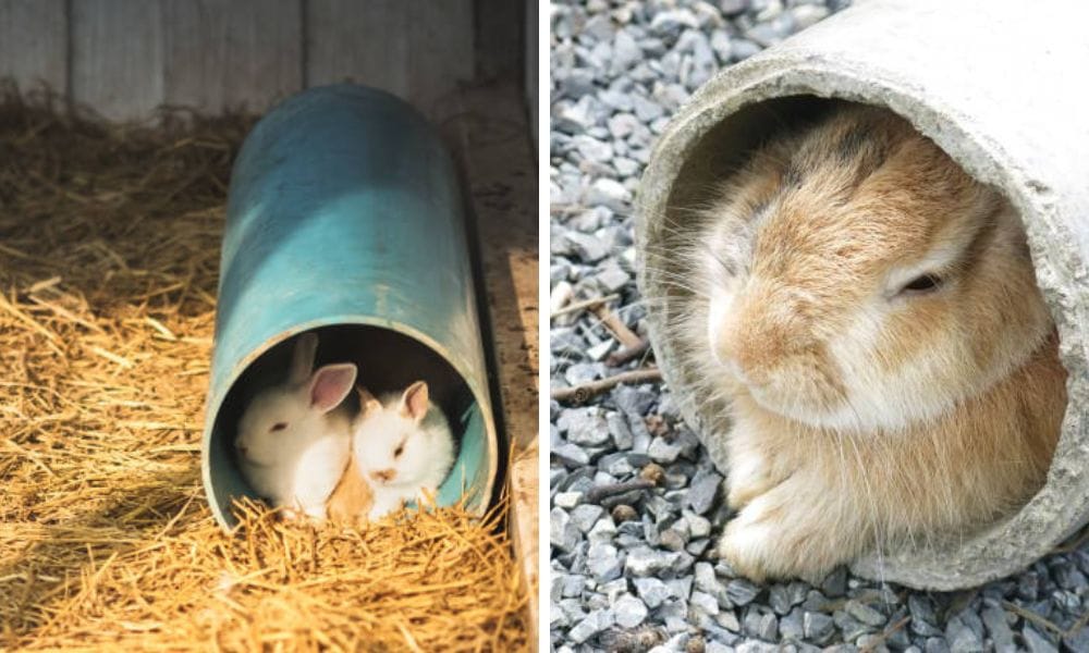 pet tunnel, bunny tunnel