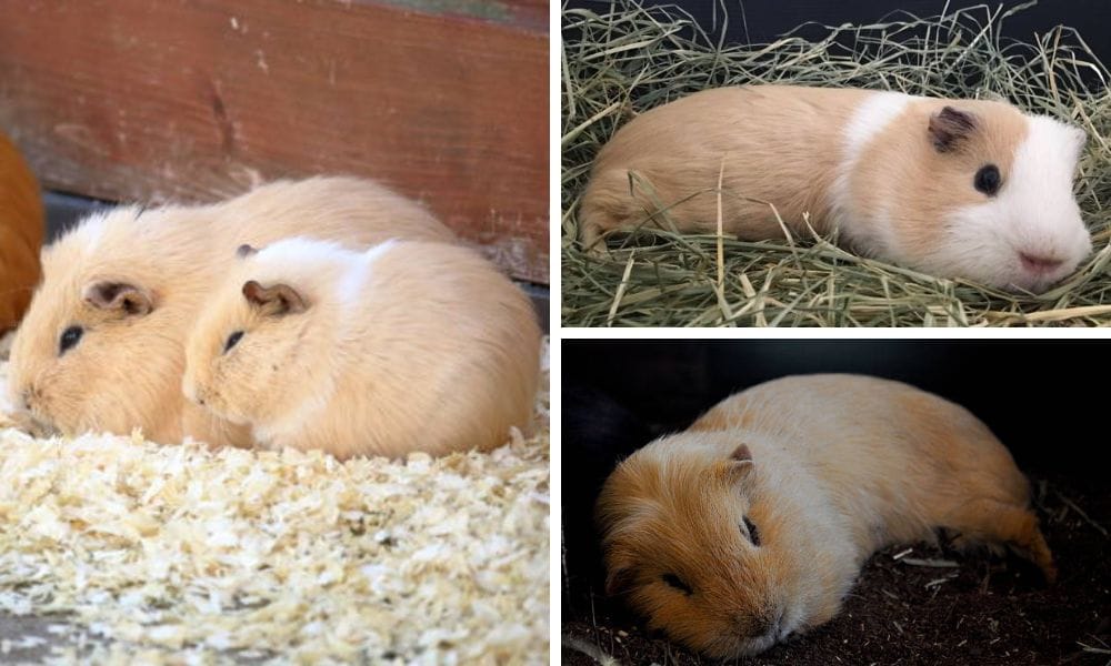 do guinea pigs hibernate?