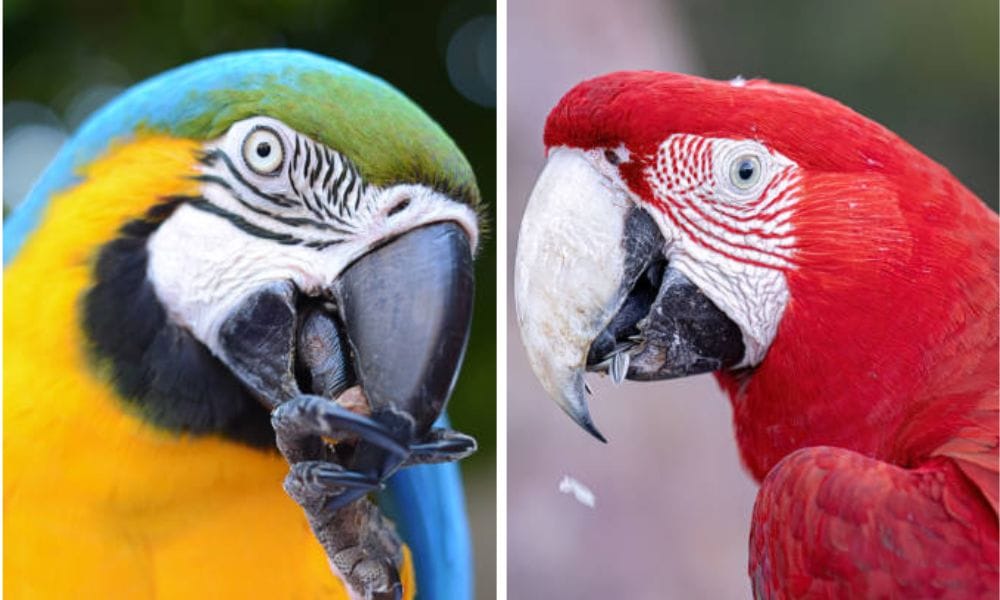 parrot food