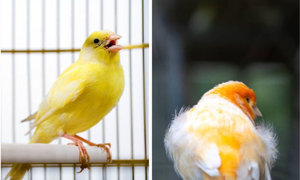 bird canary food