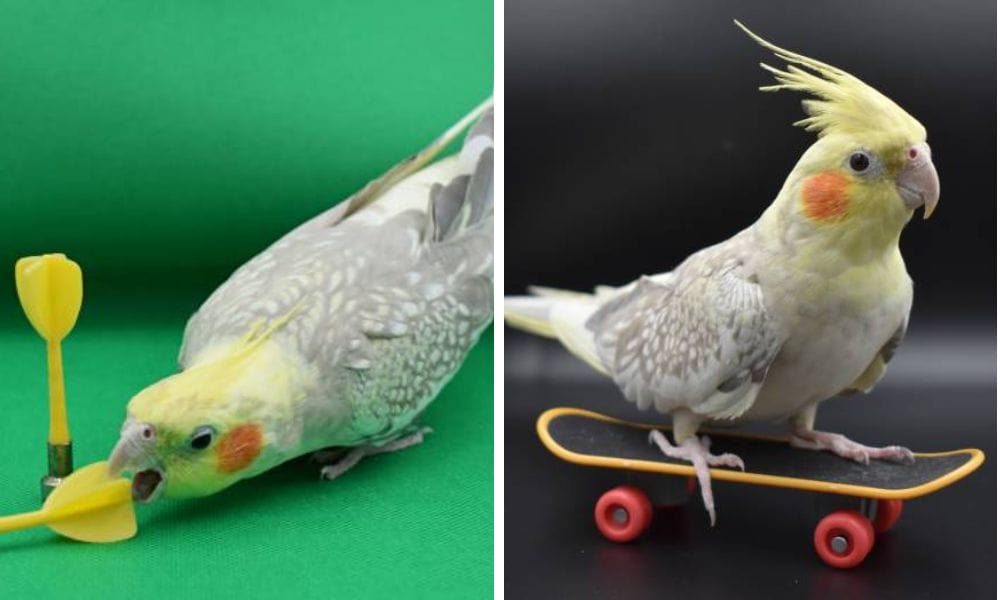 Toys for Cockatiels and small parrots
