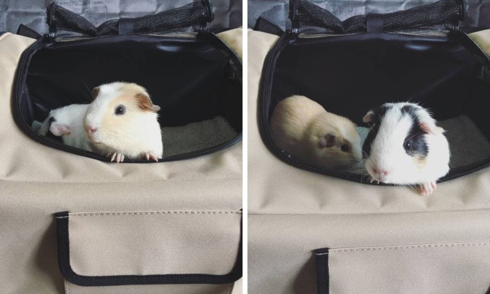 guinea pig travel carrier