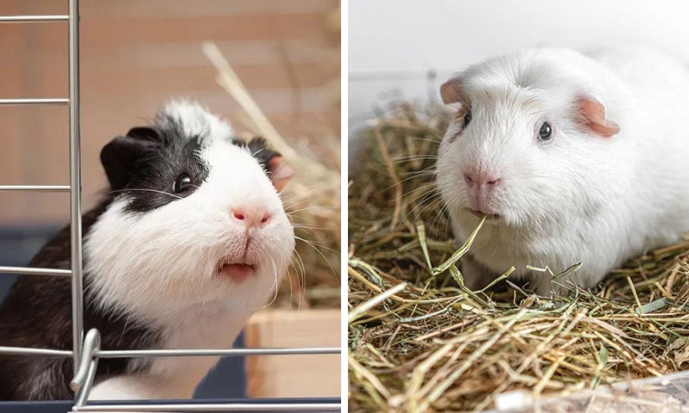 guinea pigs can eat hay