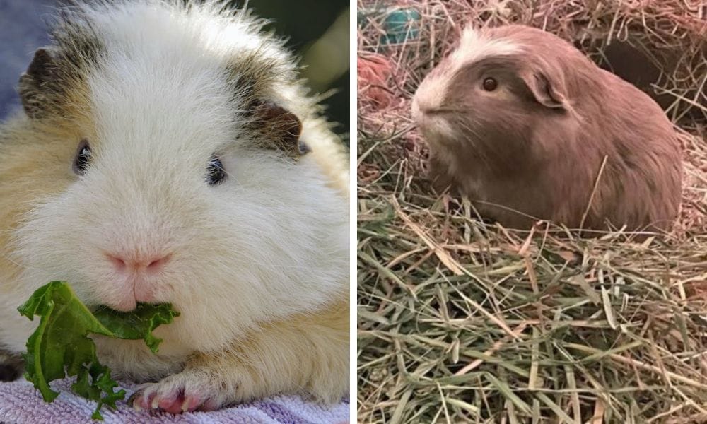 guinea pigs hay