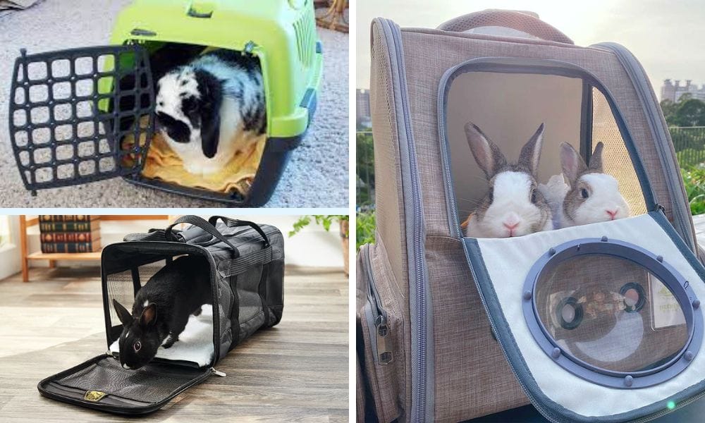 The Ultimate Guide to Choosing the Right Rabbit Carrier
