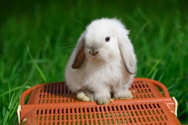The Ultimate Guide to Choosing the Right Rabbit Carrier