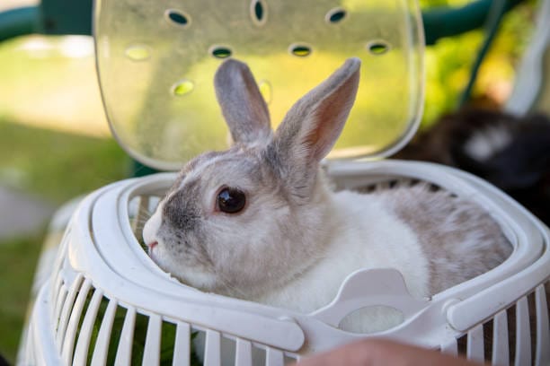 rabbit pet carrier