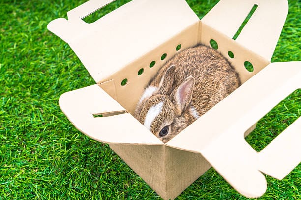rabbit travel carrier