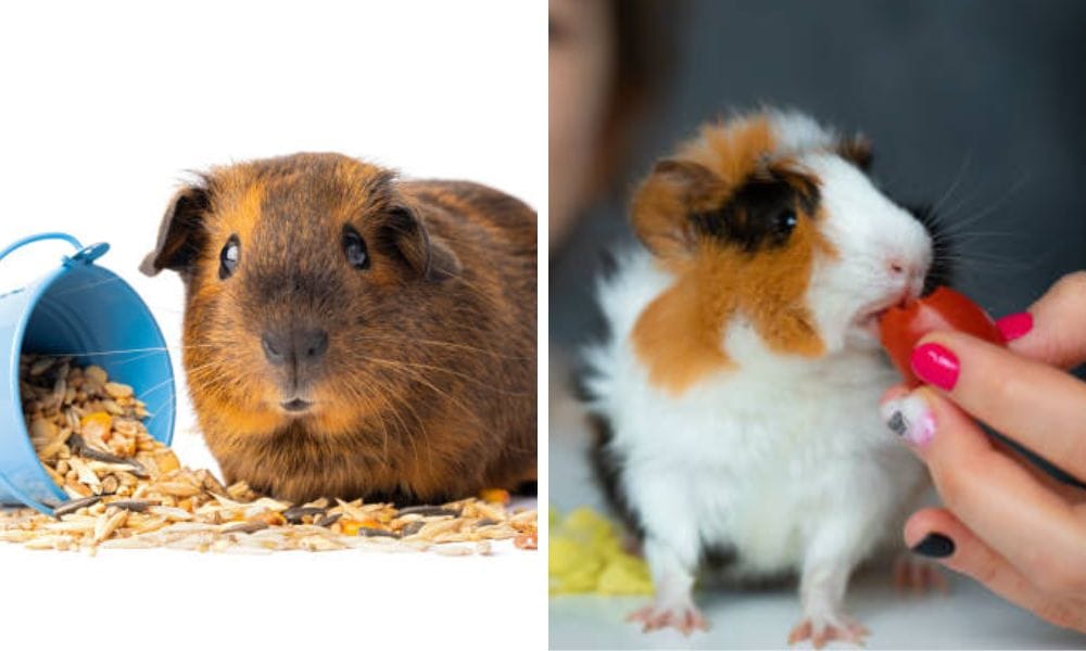 guinea pig snacks