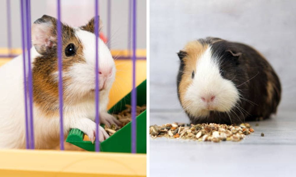 guinea pig snacks