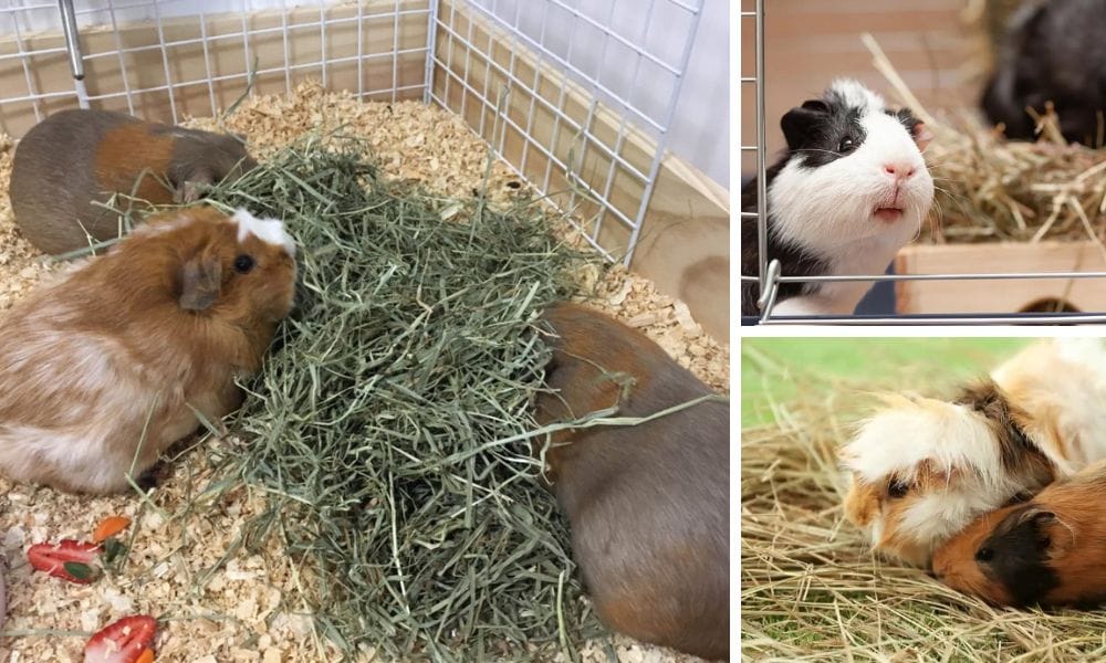 Piggies eat hay and guinea pigs love it!