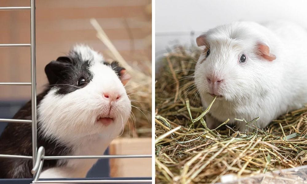 guinea pigs hay