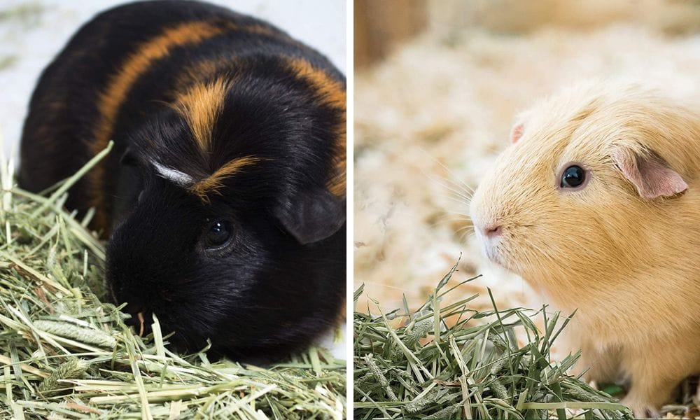 baby guinea pigs