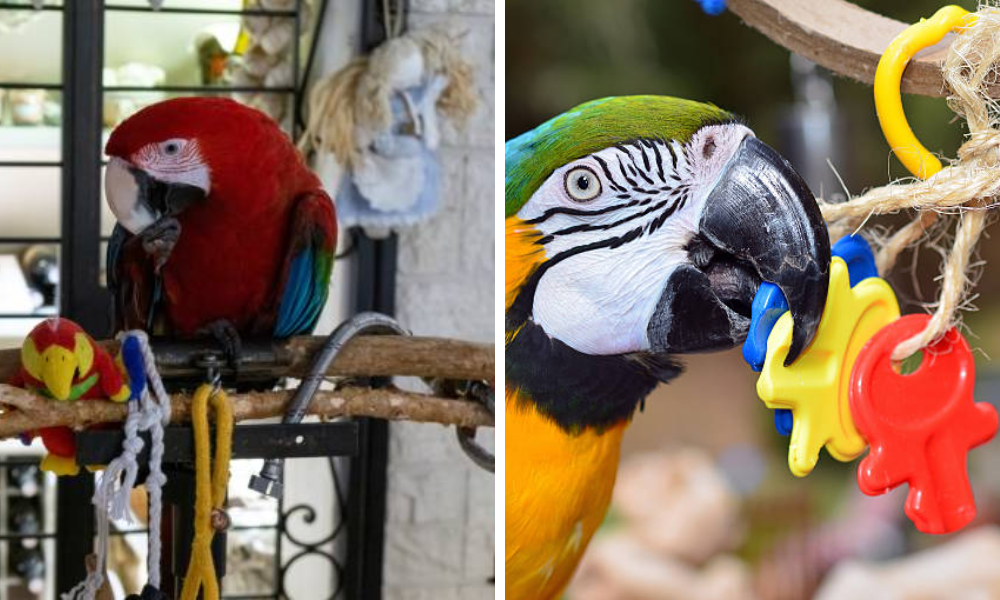 Parrot Toys for Your Pet Bird