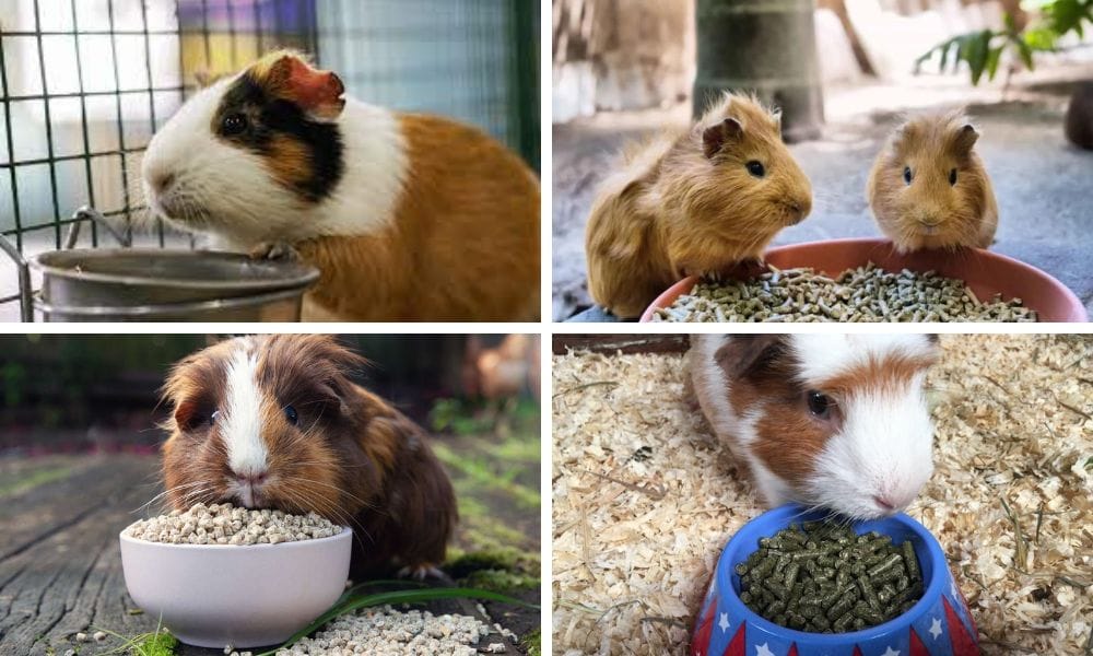 mature guinea pigs