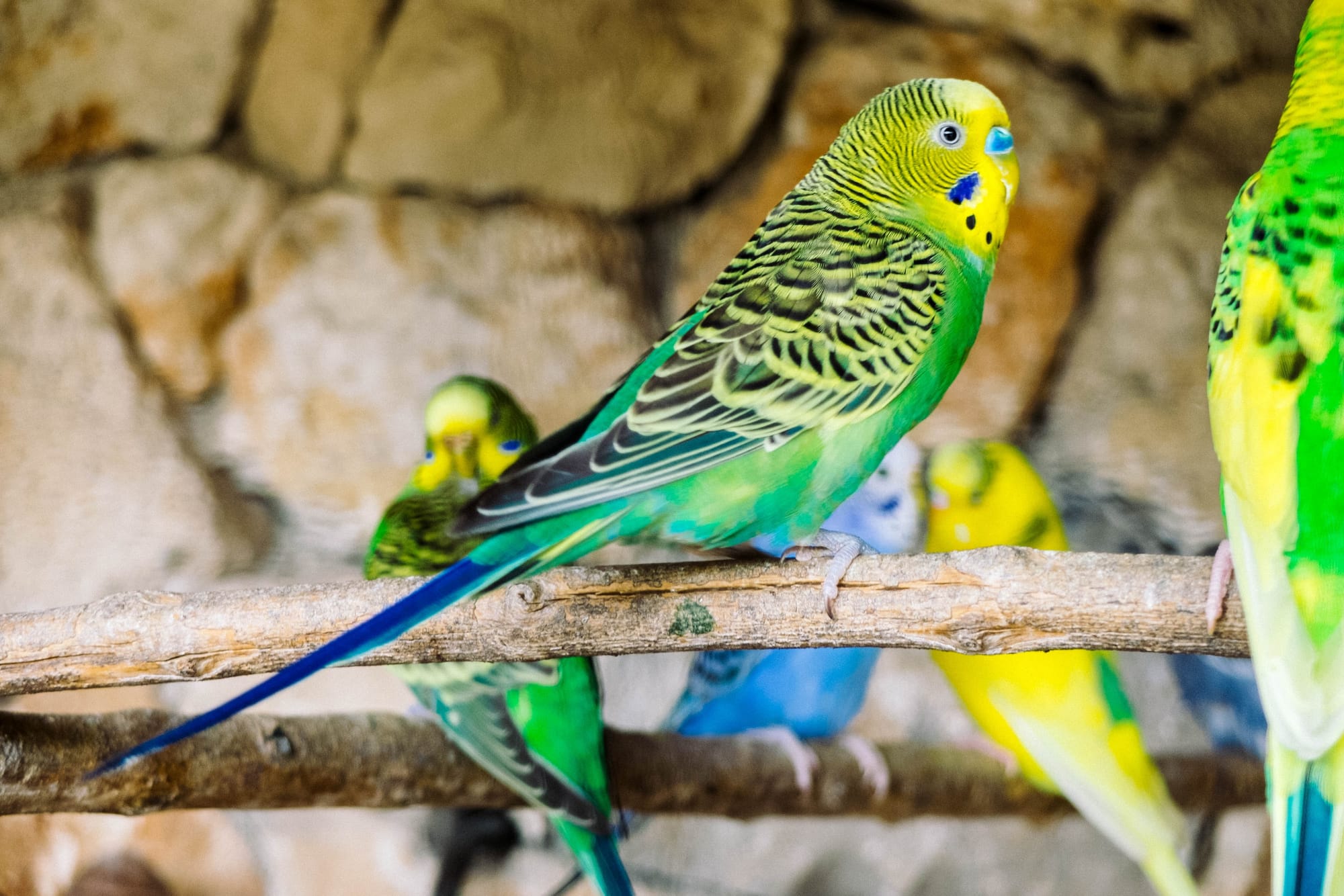 bird perch with Perch diameter for parakeets