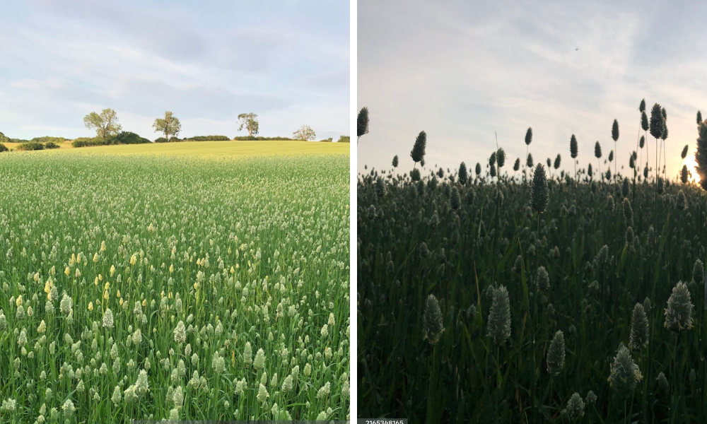 Fieds of Canary Seed