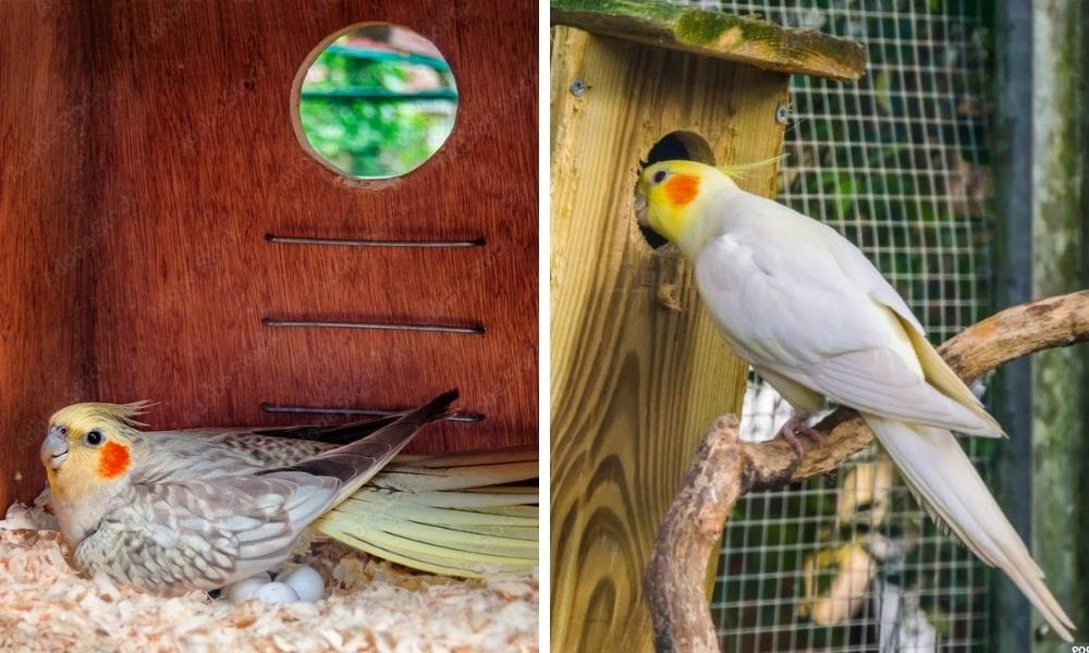 Cockatiel Nest Box