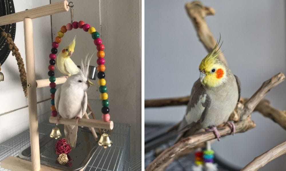 Cockatiel Playground Designed for Cockatiels and small Parrots