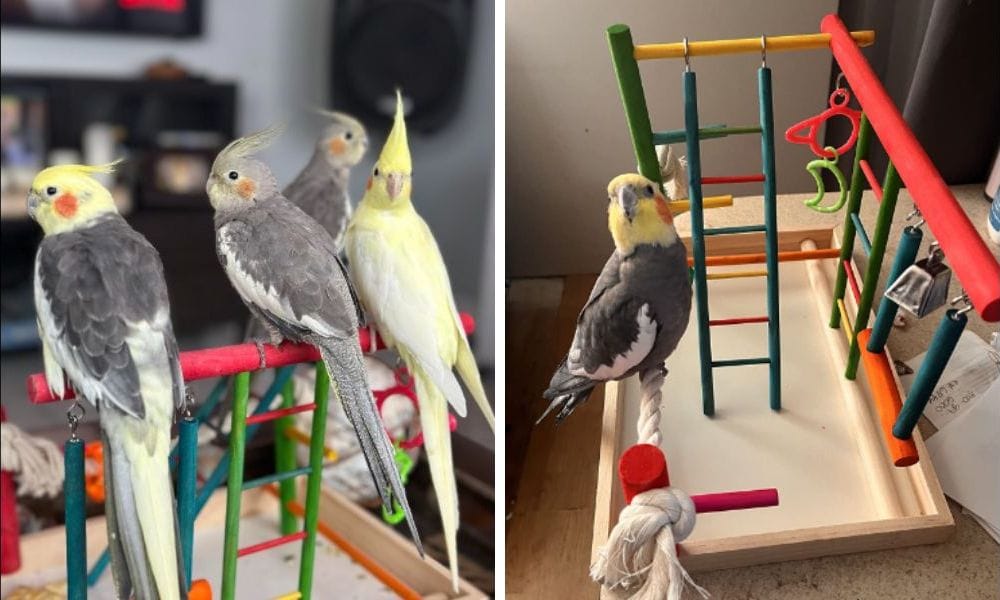 Cockatiel Playground Designed for Cockatiels and small Parrots