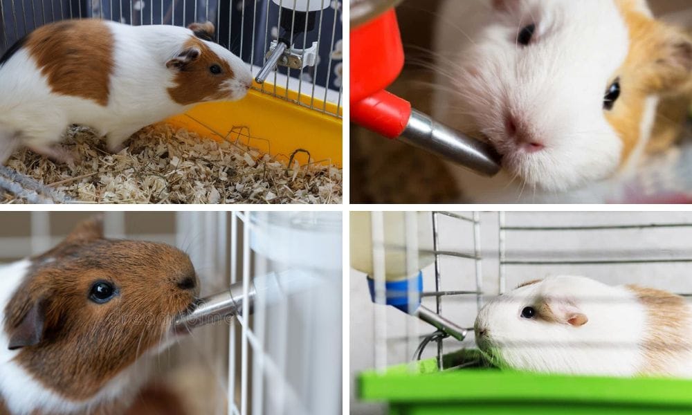 Guinea Pig water bottle